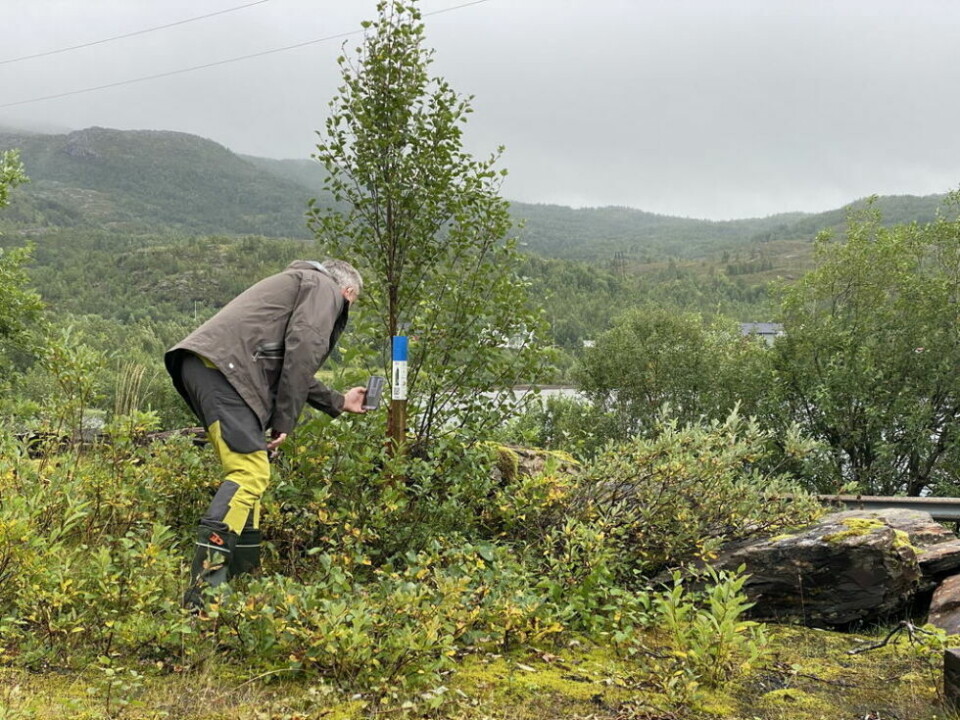 STOLPEJAKT. Midler fra Statskogmillionen går blant annet til stolpejakt i Saltdal og Fauske, en aktivitet som blir stadig mer populær. STOLPEJAKT. Midler fra Statskogmillionen går blant annet til stolpejakt i Saltdal og Fauske, en aktivitet som blir stadig mer populær. Foto: Eva S. Winther