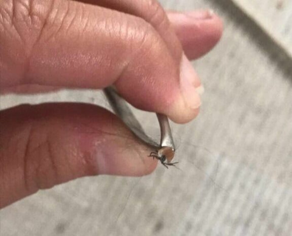 I SALTDAL. Denne flåtten ble fjernet fra en katt på Evensgård i Saltdal. I SALTDAL. Denne flåtten ble fjernet fra en katt på Evensgård i Saltdal. Foto: Eva Runa Evensgård