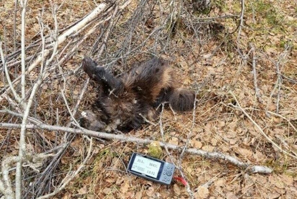 UNDERSØKES AV ROVDATA. Jervetispa Ind2146 ble funnet død ved Kobbelv i Sørfold kommune i Nordland i mai 2022. Alderen er anslått til 16 år, og tispa ble første gang fanget opp på DNA i 2008. UNDERSØKES AV ROVDATA. Jervetispa Ind2146 ble funnet død ved Kobbelv i Sørfold kommune i Nordland i mai 2022. Alderen er anslått til 16 år, og tispa ble første gang fanget opp på DNA i 2008. Foto: Vegar Pedersen/Statens naturoppsyn (SNO)