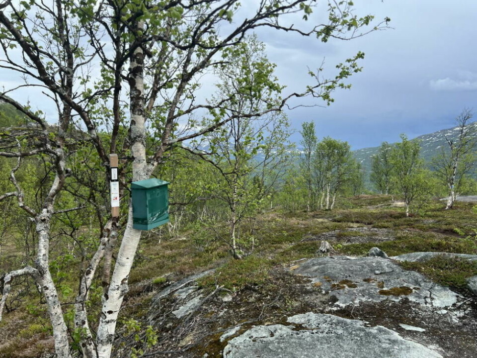 LITT KREVENDE. Ved Sigridlemmen finner du en av årets stolper i Sulitjelma-delen av stolpejakten. Det er en fin tur, men har noen høydemetre. Utsikten på gode dager er langt nedover Sulisdalen. LITT KREVENDE. Ved Sigridlemmen finner du en av årets stolper i Sulitjelma-delen av stolpejakten. Det er en fin tur, men har noen høydemetre. Utsikten på gode dager er langt nedover Sulisdalen. Foto: Morten Selnes