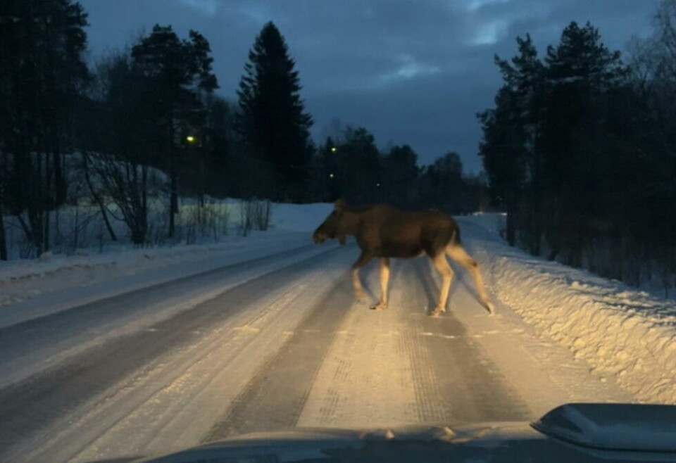 ELG I SKOGEN. Det advares mot å oppsøke tre elger som befinner seg i flyplass-skogen på Rognan. ELG I SKOGEN. Det advares mot å oppsøke tre elger som befinner seg i flyplass-skogen på Rognan. Foto: Saltdal kommune