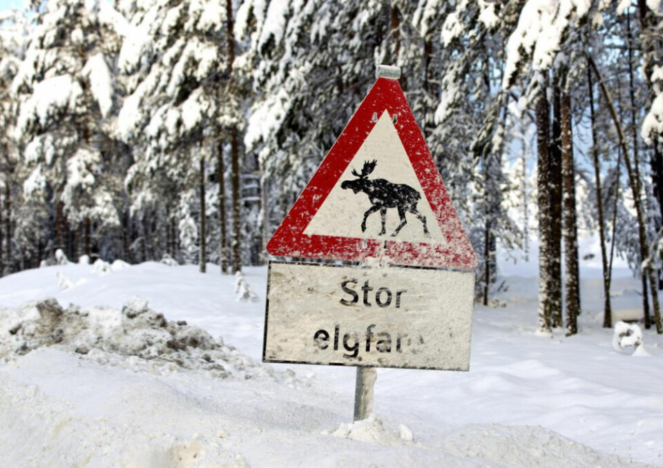 - Det skulle vært mangfold i skogen. Vi skulle sett liv rundt oss, hørt rypeskratt og vinger fra fugler som skremmes opp. - Det skulle vært mangfold i skogen. Vi skulle sett liv rundt oss, hørt rypeskratt og vinger fra fugler som skremmes opp. Foto: NTB