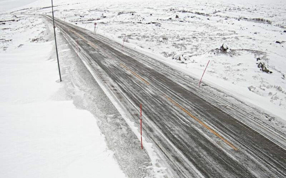 Det meldes om mye rein gående langs veien på Saltfjellet mandag ettermiddag. Det meldes om mye rein gående langs veien på Saltfjellet mandag ettermiddag. Foto: Statens vegvesen