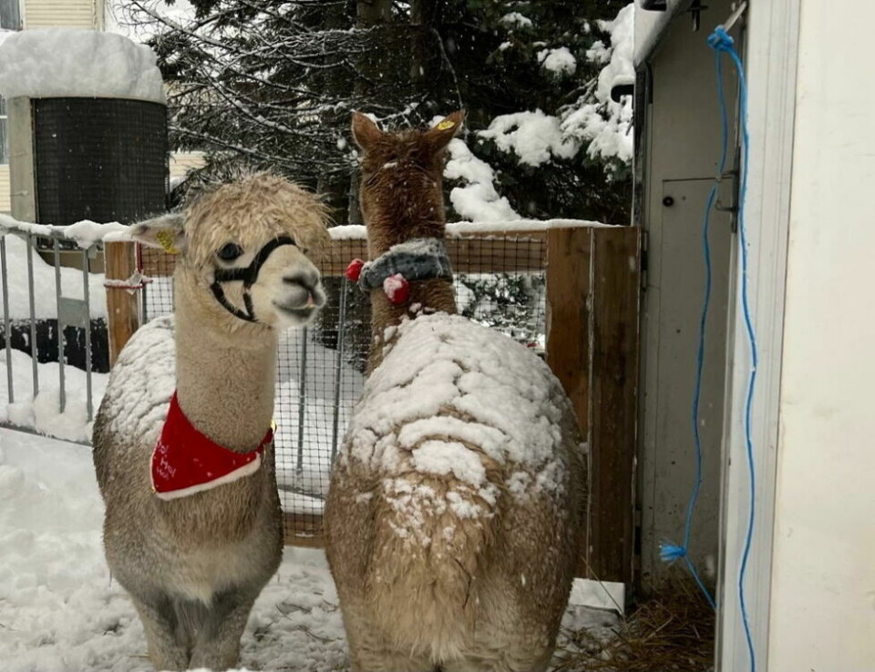 JULE-ALPAKKA. Alpakkaene var kledt i juleskjerf og halstørkle. JULE-ALPAKKA. Alpakkaene var kledt i juleskjerf og halstørkle.