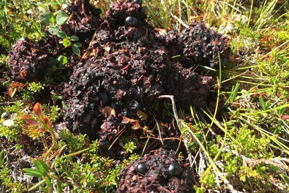 På sensommeren og høsten inneholder bjørneskit ofte mye bær og lukter ikke ille. På sensommeren og høsten inneholder bjørneskit ofte mye bær og lukter ikke ille. Foto: Jonas Kindberg/Rovdata