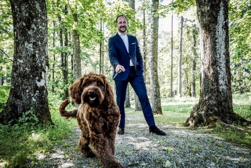 BURSDAGSPRINS. Kronprins Haakon fyller 50 år 20. juli. Selve dagen skal feires med sine kjære. Molly Fiskebolle fikk en luftetur på området rundt Skaugum. BURSDAGSPRINS. Kronprins Haakon fyller 50 år 20. juli. Selve dagen skal feires med sine kjære. Molly Fiskebolle fikk en luftetur på området rundt Skaugum. Foto: Lise Åserud / NTB