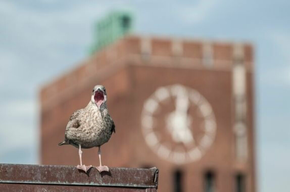 VÅRTEGN. I byene spesielt kan det virke som at det er mye måker om våren, men måkebestanden har faktisk hatt en betydelig tilbakegang over flere år. VÅRTEGN. I byene spesielt kan det virke som at det er mye måker om våren, men måkebestanden har faktisk hatt en betydelig tilbakegang over flere år. Foto: Foto: Bård Bredesen, Naturarkivet