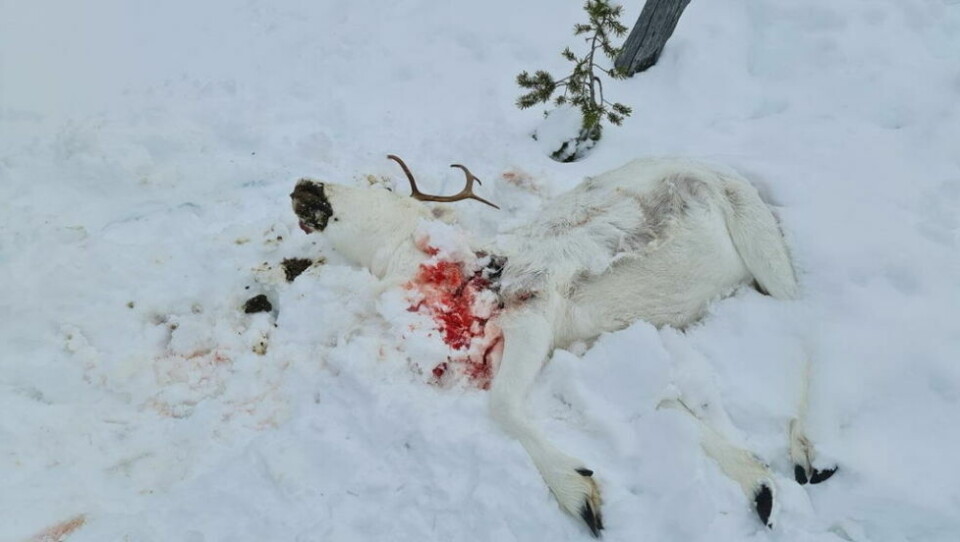 DREPT. Dette reindsyret ble tatt av gaupe i Saltdal forrige vinter. Bortsett fra i Balvatn reinbeitedistrikt, er gaupe det rovdyret som har tatt livet de fleste reindsyrene i Salten. DREPT. Dette reindsyret ble tatt av gaupe i Saltdal forrige vinter. Bortsett fra i Balvatn reinbeitedistrikt, er gaupe det rovdyret som har tatt livet de fleste reindsyrene i Salten. Foto: Foto: Per Thomas Kuhmunen