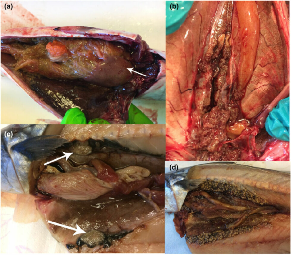 Makrell med knudrete nyrer - et kjennetegn på sykdommen. Makrell med knudrete nyrer - et kjennetegn på sykdommen. Foto: Havforskningsinstituttet/Journal of Fish Diseases