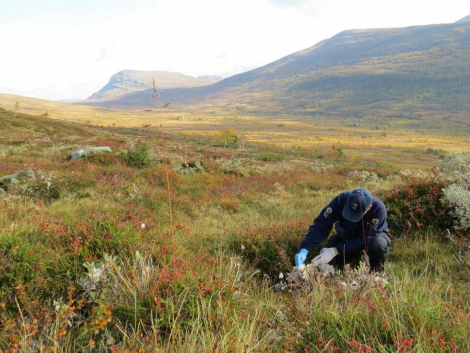 UTE PÅ OPPDRAG. Her gjennomfører Statens Naturoppsyn (SNO) skadedokumentasjon i beitesesongen. I stadig flere tilfeller der sauer og lam er tatt av rovvilt, finner de ut hva slags dyr som står bak. UTE PÅ OPPDRAG. Her gjennomfører Statens Naturoppsyn (SNO) skadedokumentasjon i beitesesongen. I stadig flere tilfeller der sauer og lam er tatt av rovvilt, finner de ut hva slags dyr som står bak. Foto: SNO/Miljødirektoratet