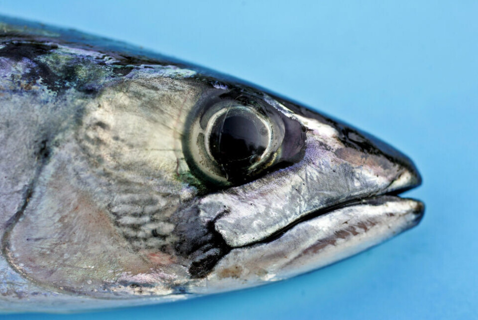 Det er oppdaget fisketuberkulose i makrell. Illustrasjonsfoto. Det er oppdaget fisketuberkulose i makrell. Illustrasjonsfoto. Foto: Sara Johannessen Meek / NTB