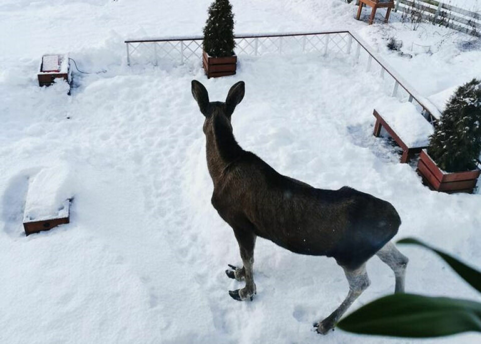 AVMAGRET. Denne elgen søkte til ei søyleosp i en hage i Megården for å få seg en matbit. Ettersøkslaget i Sørfold kommune er varslet. AVMAGRET. Denne elgen søkte til ei søyleosp i en hage i Megården for å få seg en matbit. Ettersøkslaget i Sørfold kommune er varslet. Foto: Hans Eivind Johansen