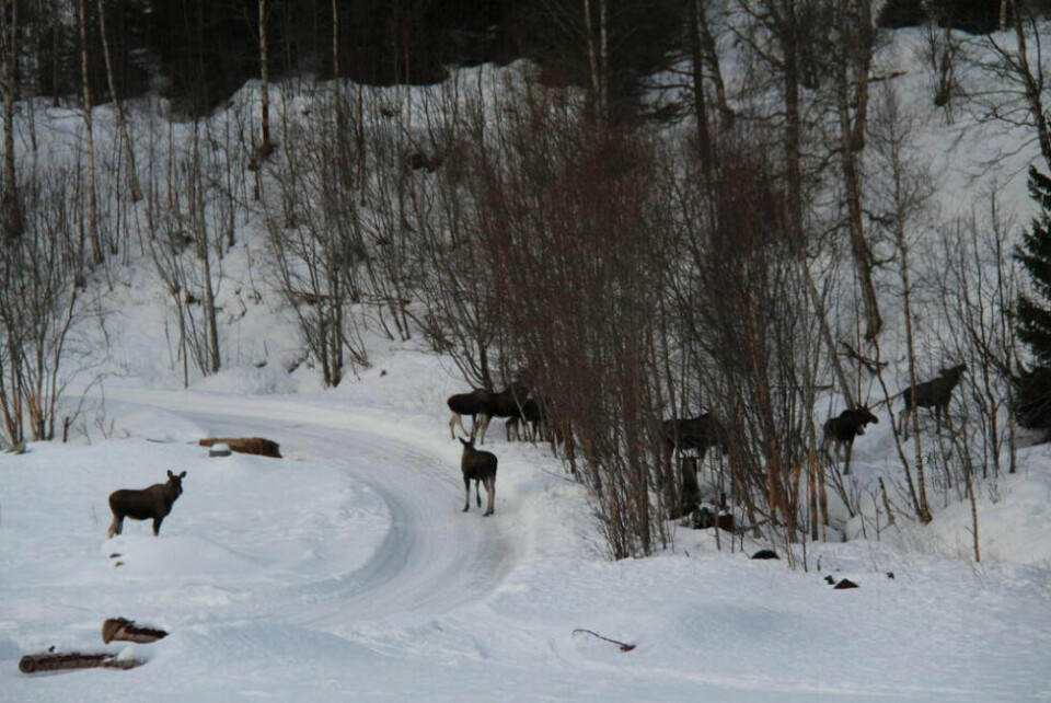 MYE ELG. Etter snøfallet den siste tiden, trekker mye elg ned på veiene. Viltansvarlig i Sørfold ber bilistene om å være ekstra obs. MYE ELG. Etter snøfallet den siste tiden, trekker mye elg ned på veiene. Viltansvarlig i Sørfold ber bilistene om å være ekstra obs. Foto: Arkiv