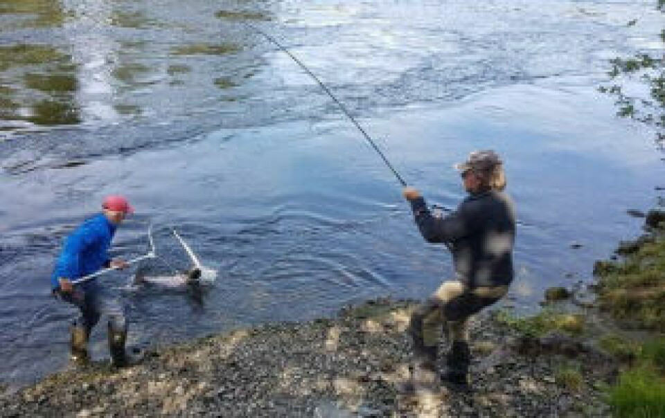 Vil stoppe laksefiske i Saltdalselva