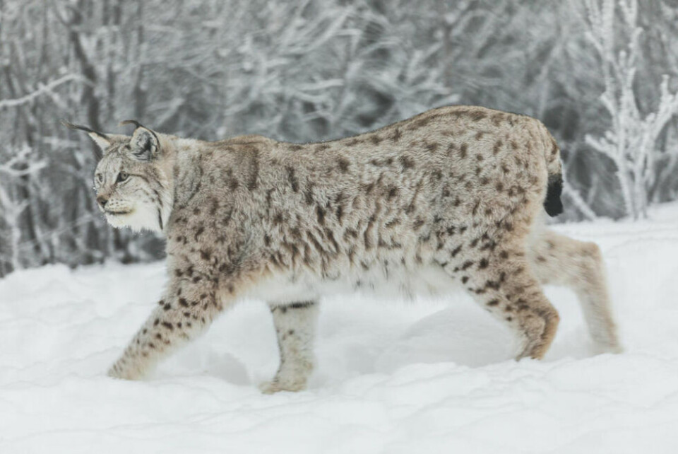 SIER NEI. Åpner ikke for kvotejakt i Oslo/Akershus/Østfold, Hedmark, Nordland og Troms og Finnmark. SIER NEI. Åpner ikke for kvotejakt i Oslo/Akershus/Østfold, Hedmark, Nordland og Troms og Finnmark. Foto: Kim Abel/Naturarkivet
