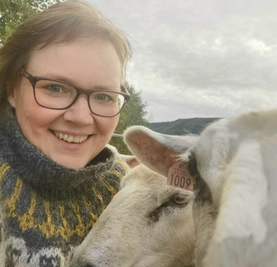 KJÆRLIGHET. Ann Guro Hansen har vokst opp med sau, og er utdannet fra Ås (NMBU). - Skal jeg koble helt ut, tar jeg en tur til sauene. De bryr seg ikke om tidsklemma, eksamener eller bekymringer, de er her og nå. Det er fint. KJÆRLIGHET. Ann Guro Hansen har vokst opp med sau, og er utdannet fra Ås (NMBU). - Skal jeg koble helt ut, tar jeg en tur til sauene. De bryr seg ikke om tidsklemma, eksamener eller bekymringer, de er her og nå. Det er fint. Foto: Privat