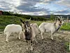 GEITER. Medås gård har en rekke dyr, blant annet disse flotte geitene. Foto: Home Start Fauske