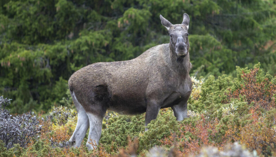 ELGJAKT. 59.100 jaktet elg i jaktåret 2021/2022. Illustrasjonsfoto. ELGJAKT. 59.100 jaktet elg i jaktåret 2021/2022. Illustrasjonsfoto. Foto: Paul Kleiven / NTB