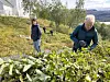 LASS. Kjell Basse Lund kjørte lass på lass med kvist og krattskog til deponiet i løpet av dagen. Anja Strømdahl og de andre i dugnadsgjengen sørget for at hengeren kjapt ble fylt igjen. Foto: Espen Johansen