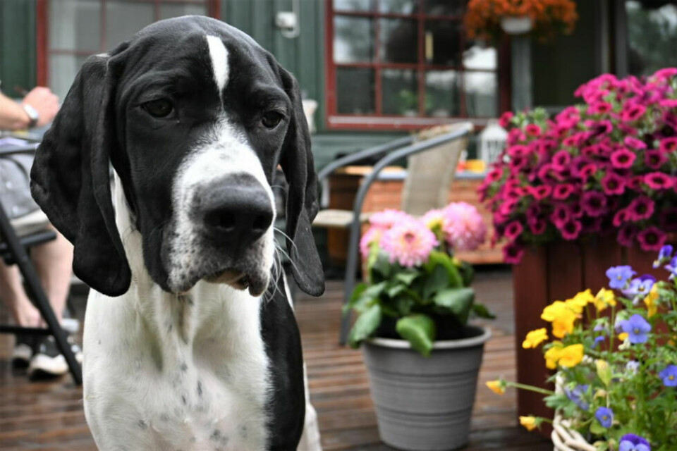 Det blir skikkelig 'huinnliv' i Saltdal Foto: Lise Ailin Rosvoll Berntzen