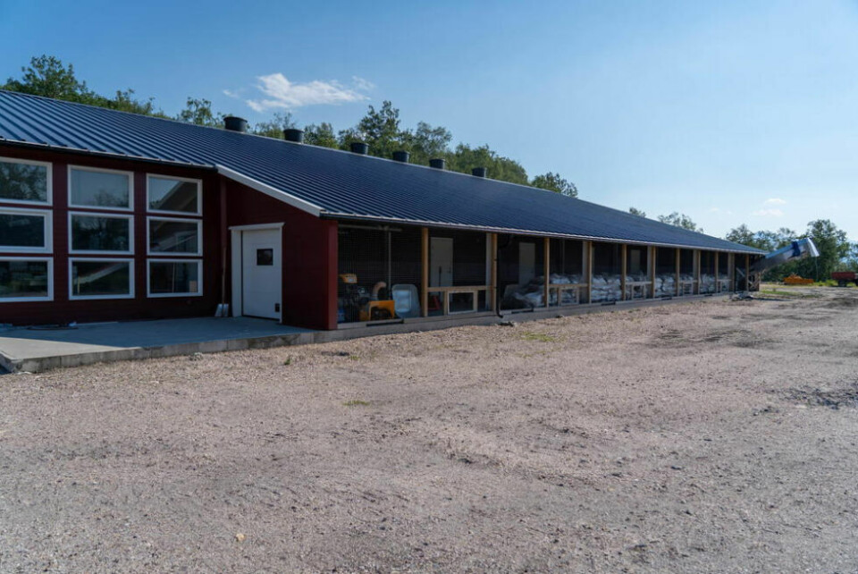 MILJØVENNLIG. Hvis Stein Vegar Thuv får det som han ønsker, blir hele sørsiden av fjøstaket dekket med solceller. MILJØVENNLIG. Hvis Stein Vegar Thuv får det som han ønsker, blir hele sørsiden av fjøstaket dekket med solceller.