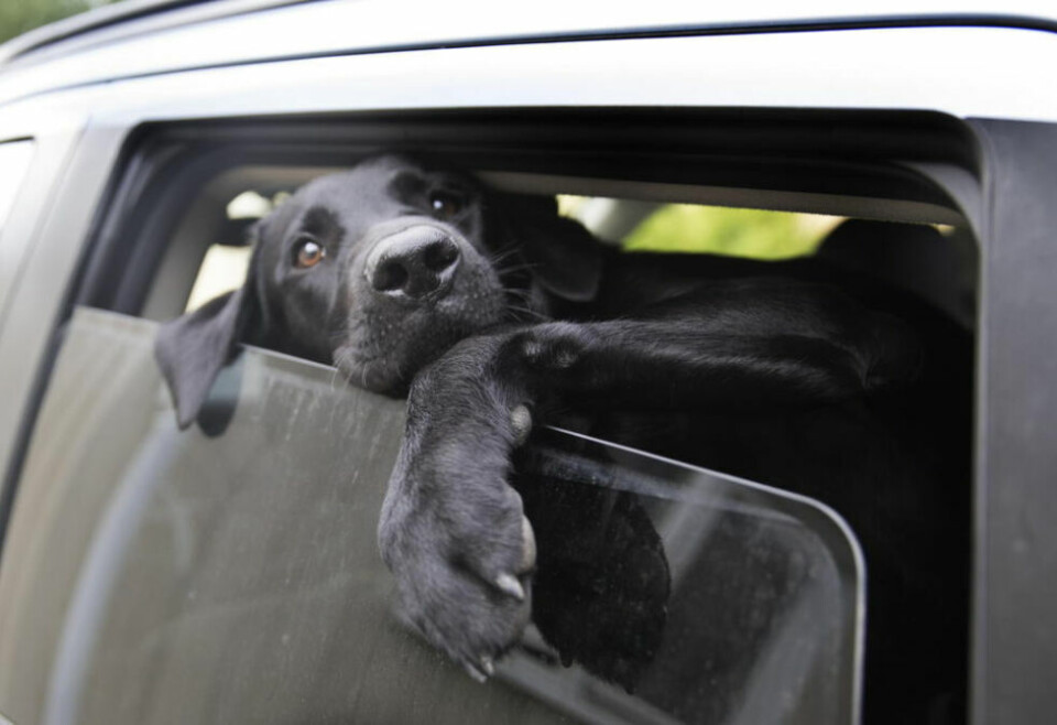 VARM BIL. I sommervarmen bør du også sørge for at hunden får i seg mer vann enn vanlig. Hunder svetter ikke slik som mennesker gjør, og derfor blir de raskt varme. De kvitter seg med overskuddsvarme ved å pese. I en lukket bil, med høy temperatur, blir luften fort full av vanndamp. Det minsker effekten av pesingen til hunden. VARM BIL. I sommervarmen bør du også sørge for at hunden får i seg mer vann enn vanlig. Hunder svetter ikke slik som mennesker gjør, og derfor blir de raskt varme. De kvitter seg med overskuddsvarme ved å pese. I en lukket bil, med høy temperatur, blir luften fort full av vanndamp. Det minsker effekten av pesingen til hunden. Foto: Jon Eeg, NTB