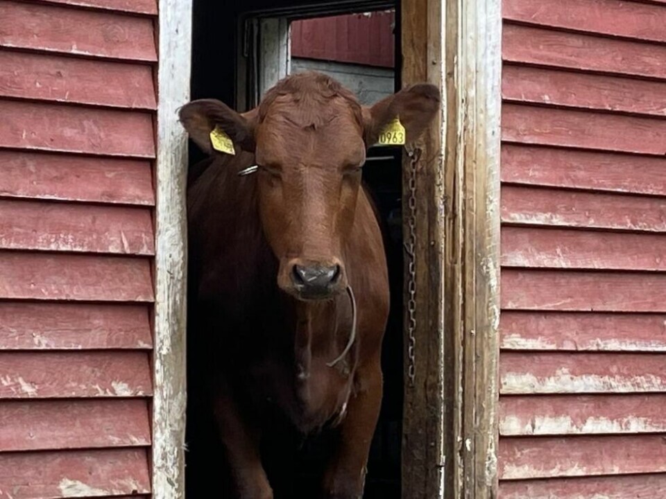 PÅ SPORET. Det var ei vilter kvige som hadde vandret opp på jernbanen torsdag ettermiddag. Bildet er av ei annen ku, og kun til illustrasjon. PÅ SPORET. Det var ei vilter kvige som hadde vandret opp på jernbanen torsdag ettermiddag. Bildet er av ei annen ku, og kun til illustrasjon. Foto: Kenneth Strømsvåg