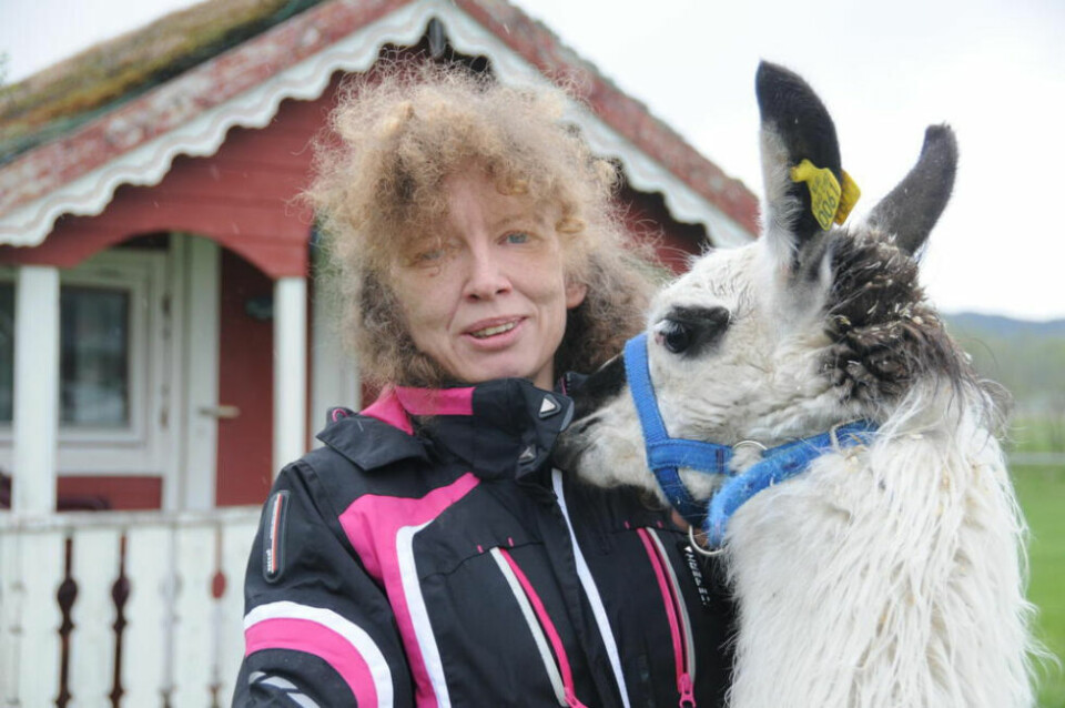 FIKK HJELP. Bonde Anne Elin Olsen fikk god hjelp til å få kviga av toglinjen. Bilde er tatt i en annen sammenheng. FIKK HJELP. Bonde Anne Elin Olsen fikk god hjelp til å få kviga av toglinjen. Bilde er tatt i en annen sammenheng. Foto: Frida Kalbakk/arkiv