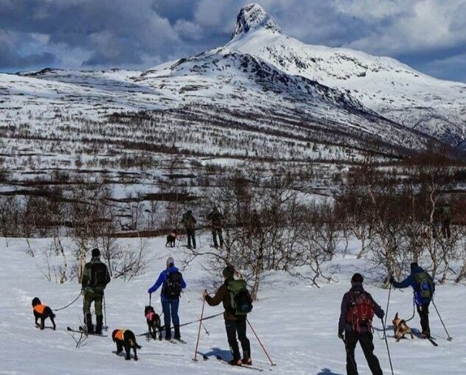 POPULÆR JAKTPRØVE. Hvert år er det mange som reiser langt for å få med seg jaktprøven som alltid arrangeres den siste helga i april. POPULÆR JAKTPRØVE. Hvert år er det mange som reiser langt for å få med seg jaktprøven som alltid arrangeres den siste helga i april. Foto: Knut Bjarne Klaussen