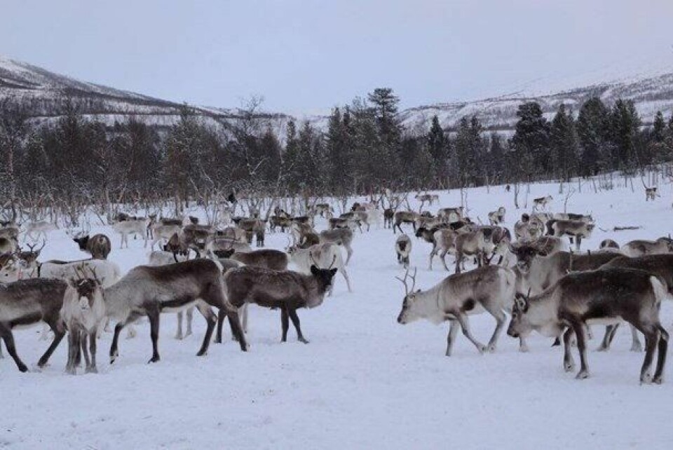 VANSKELIG. Det skiftende været i Nordland hittil i vinter har gjort det svært vanskelig for reinen å nå tak i maten på bakken. VANSKELIG. Det skiftende været i Nordland hittil i vinter har gjort det svært vanskelig for reinen å nå tak i maten på bakken. Foto: Statsforvalteren i Nordland