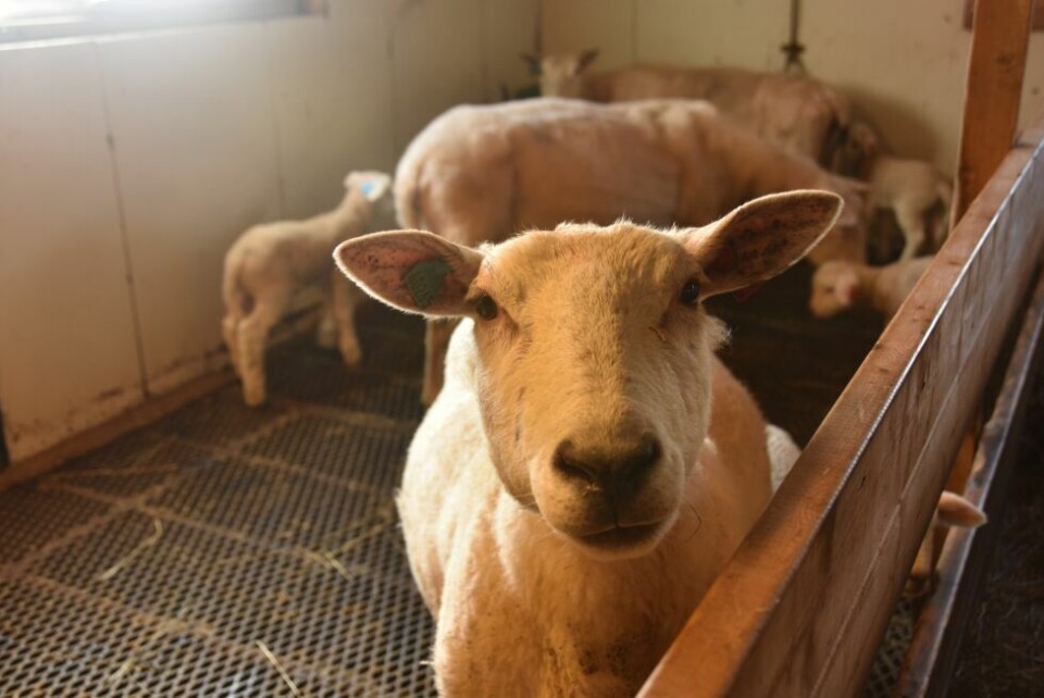 DREPT. En sau antas drept av jerv i Holtanlia den 15. august. DREPT. En sau antas drept av jerv i Holtanlia den 15. august. Foto: Sylvia Bredal