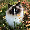 FOTOGEN. På Instagram-kontoen josie_the_ragdoll_cat finner man bilder av både Josie og samboerne Barte, Missi og Nusse. Foto: Hanne Robertsen