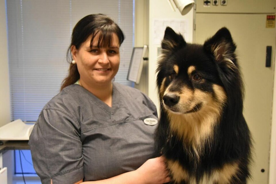 TRYGGE PÅSKETIPS. Trine Susann Brændmo ved Veterinærsenteret på Fauske kommer med gode råd for ei trygg påskefeiring for de firbeinte. TRYGGE PÅSKETIPS. Trine Susann Brændmo ved Veterinærsenteret på Fauske kommer med gode råd for ei trygg påskefeiring for de firbeinte. Foto: Foto: Arkiv/ Victoria Finstad