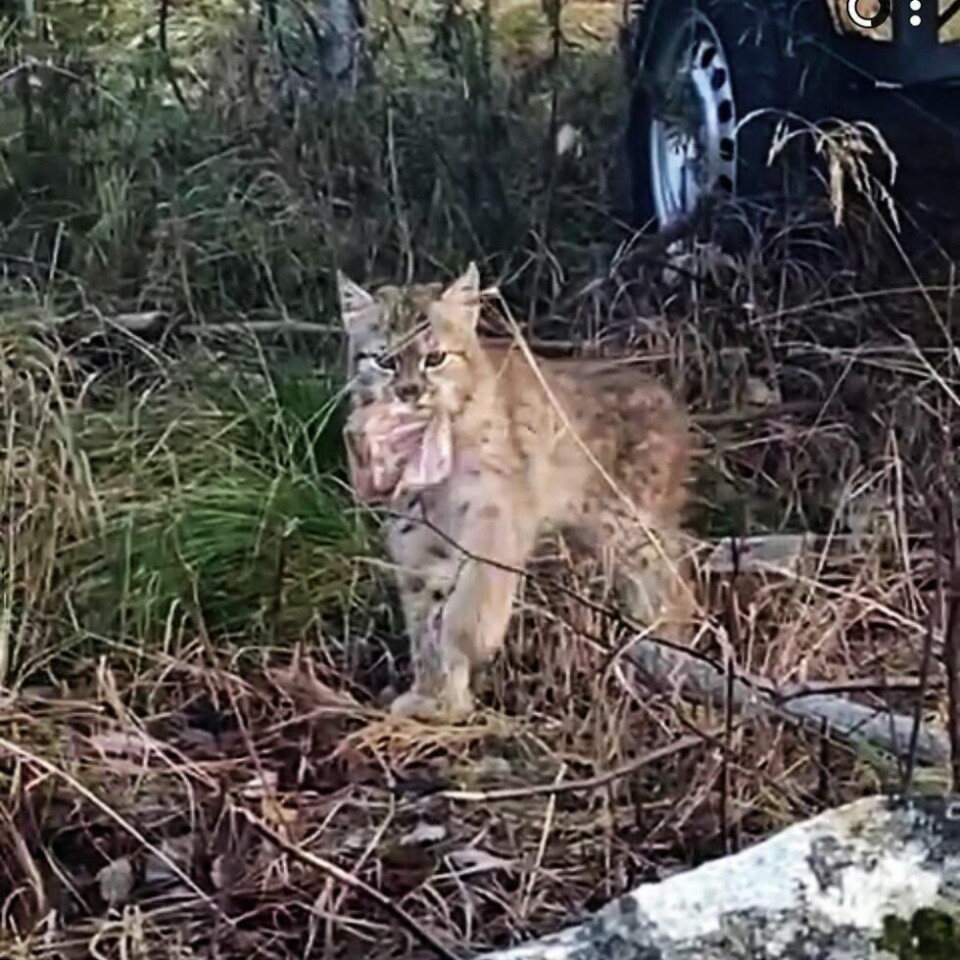 GAUPUS. Gaupeungen som er forlatt av mora, ble sist observert på Skjerstad sist søndag. Bilder er tatt i Misvær, den den første gang ble observert alene tirsdag i forrige uke. GAUPUS. Gaupeungen som er forlatt av mora, ble sist observert på Skjerstad sist søndag. Bilder er tatt i Misvær, den den første gang ble observert alene tirsdag i forrige uke. Foto: Ida Olaussen