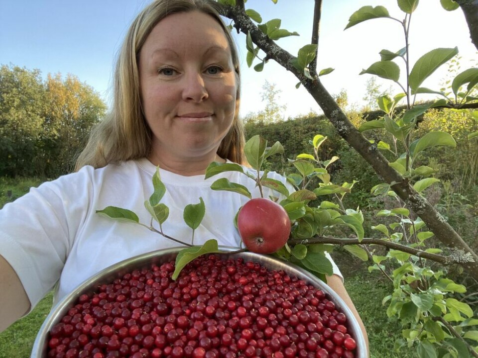 Mer enn nok tyttebær i bakhagen vår, men usle to epler… I år skal epletrærne pakkes inn før vinteren! Mer enn nok tyttebær i bakhagen vår, men usle to epler… I år skal epletrærne pakkes inn før vinteren! Foto: Eva S. Winther