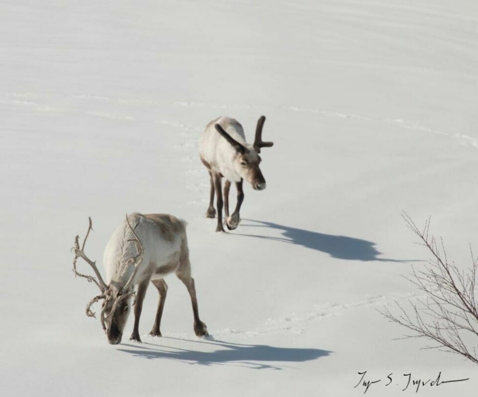 SKÅNER REINEN. Det blir ingen oppkjøring av skiløype til Gohøla i påska, av hensyn til reinen. SKÅNER REINEN. Det blir ingen oppkjøring av skiløype til Gohøla i påska, av hensyn til reinen. Foto: Inge Sollund Ingvaldsen