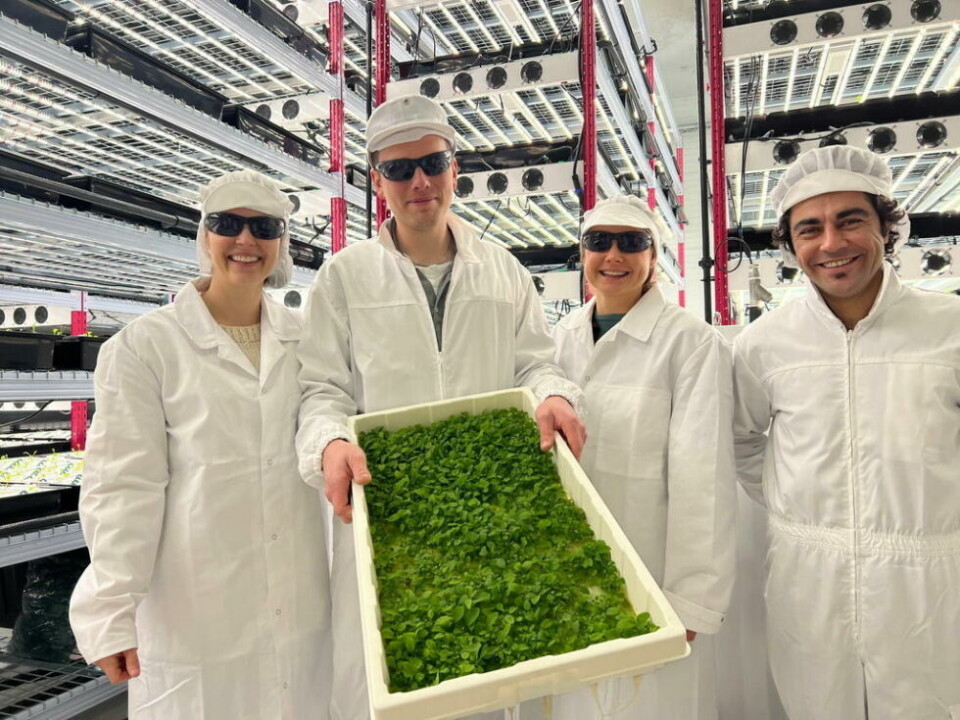OPPGRADERER. Grønt fra Laks produserer salat med lakseslam som gjødsel. De har etablert seg på Fauske og har nå fått nytt produksjonsutstyr til salat. Bildet er fra etableringen tidligere i år. OPPGRADERER. Grønt fra Laks produserer salat med lakseslam som gjødsel. De har etablert seg på Fauske og har nå fått nytt produksjonsutstyr til salat. Bildet er fra etableringen tidligere i år. Foto: GFL