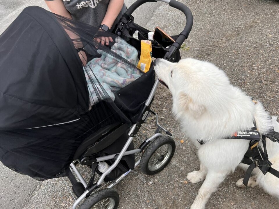 ENDRING. De små menneskelige kontaktene i dagliglivet erstattes stadig av teknologiske løsninger. Men like trivelige som å stoppe og hilse på folk man møter på tur, for eksempel under hundelufting, blir de aldri. ENDRING. De små menneskelige kontaktene i dagliglivet erstattes stadig av teknologiske løsninger. Men like trivelige som å stoppe og hilse på folk man møter på tur, for eksempel under hundelufting, blir de aldri. Foto: Espen Johansen