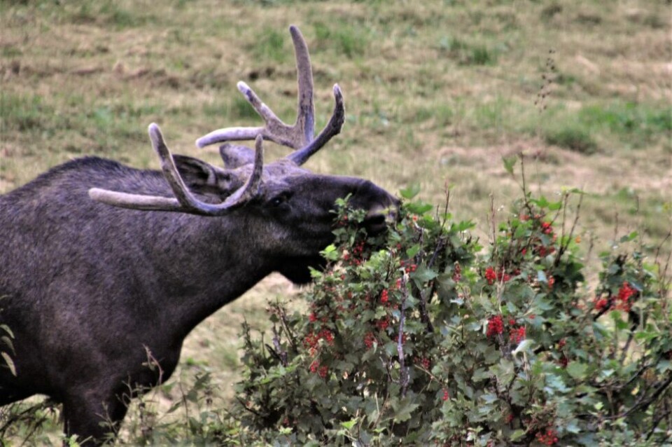 Forhastet Fauske kommune seg? Forhastet Fauske kommune seg? Foto: Lars Olav Handeland