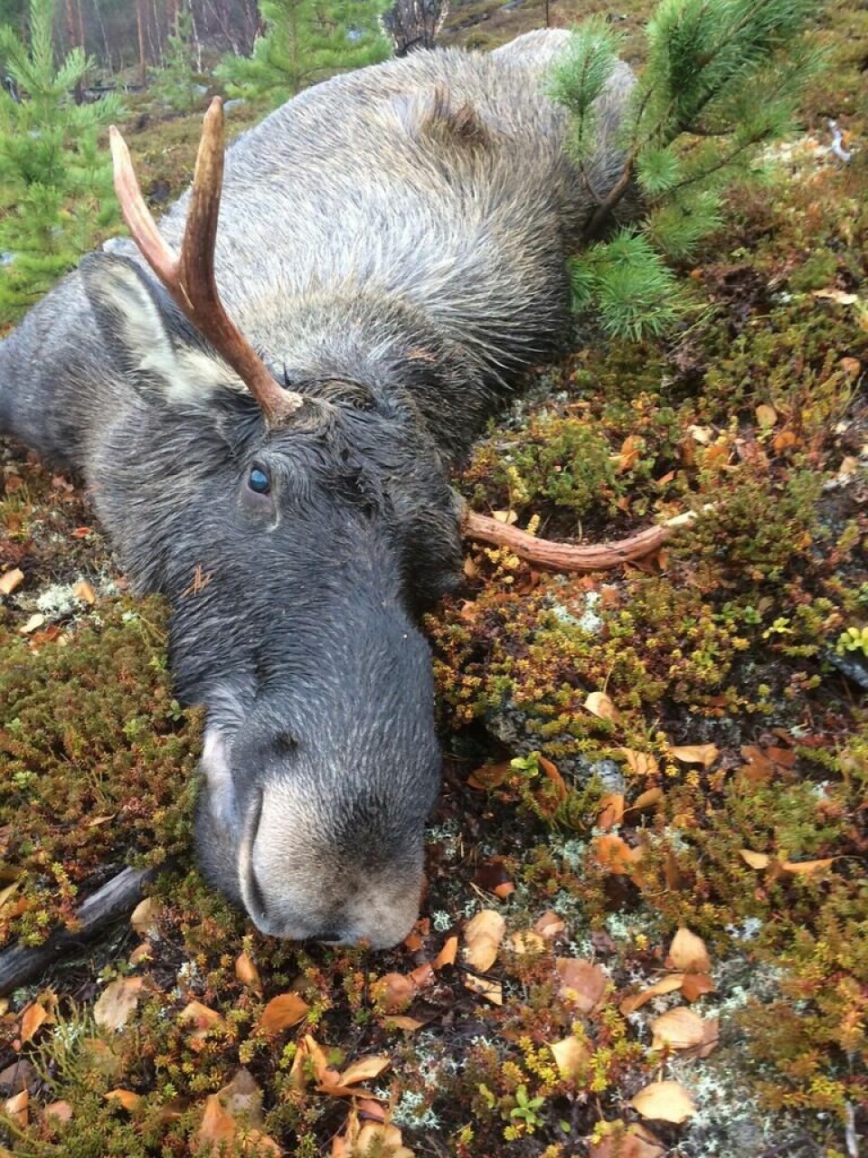 FOR MYE ELG. Fauske kommune benytter seg av hjorteviltlforskriften paragraf 7 til å fravike minstemålet for å ta ut mer elg i Lakså. I vinter har flere elgkalver dødd trolig grunnet matmangel i valdet. Arkivfoto fra jakt. FOR MYE ELG. Fauske kommune benytter seg av hjorteviltlforskriften paragraf 7 til å fravike minstemålet for å ta ut mer elg i Lakså. I vinter har flere elgkalver dødd trolig grunnet matmangel i valdet. Arkivfoto fra jakt. Foto: Frank Øvrewall