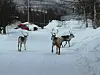 Dette bildet er tatt tidligere i vinter på Rognan. I morges ble to rein påkjørt av toget. Foto: Robert Jentoft