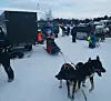 SPENNING. Det var en spent, men rolig Mia Alm (14) som satte avgårde bak hundesleden i Finnmarksløpet lørdag - for aller første gang. Foto: Håvard Alm