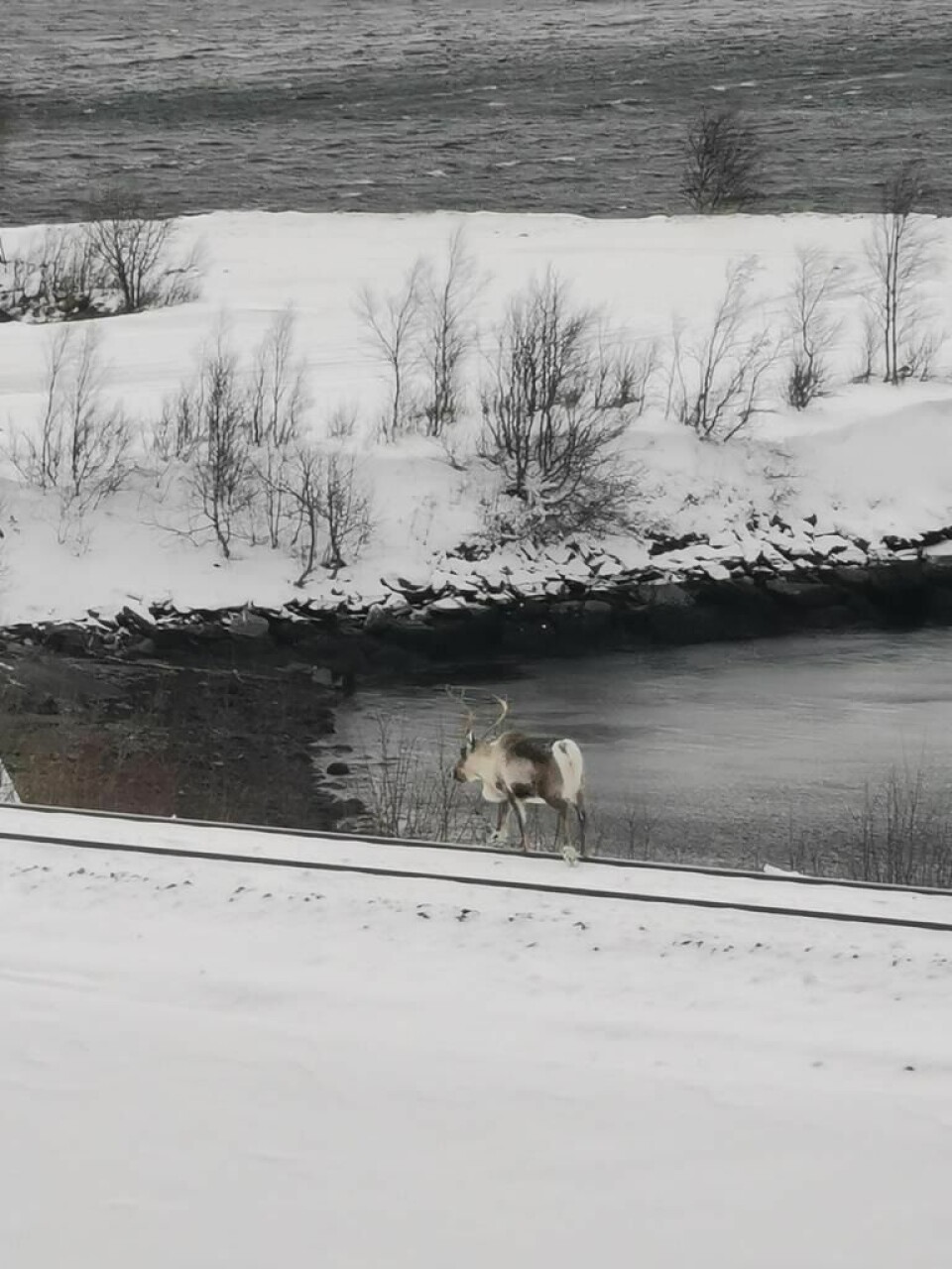 FARLIG. Denne reinen var ute på en farefull ferd mandag formiddag. FARLIG. Denne reinen var ute på en farefull ferd mandag formiddag. Foto: Aron Storeng