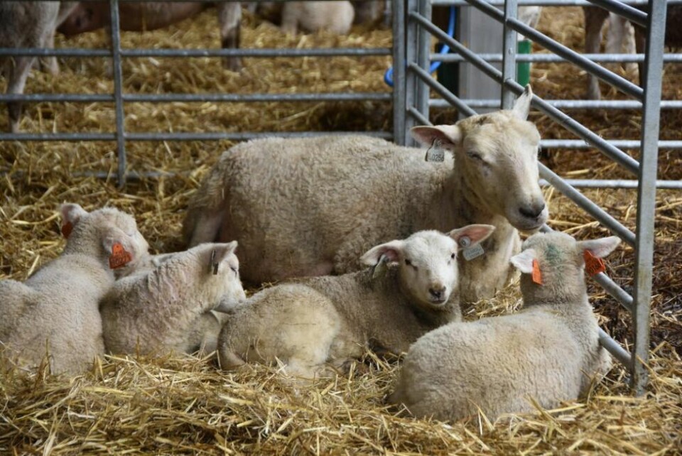 MISTET MANGE. Tony Knædal var den som søkte om å få erstattet flest sauer tatt av rovdyr i fjor i Indre Salten. Han driver gård på Drageid i Saltdal sammen med familien. Begge foto: Linn Braseth-Gulliksen MISTET MANGE. Tony Knædal var den som søkte om å få erstattet flest sauer tatt av rovdyr i fjor i Indre Salten. Han driver gård på Drageid i Saltdal sammen med familien. Begge foto: Linn Braseth-Gulliksen
