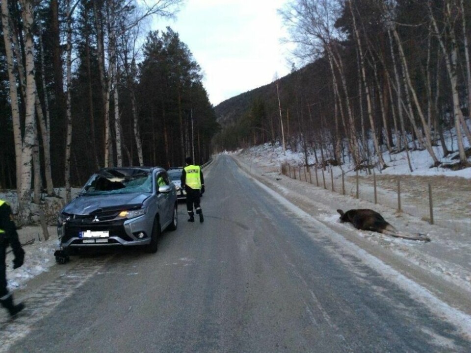 ELGFARE. Storjord i Saltdal er et av mange områder der det er fare for å kollidere med elg. Denne ulykken skjedde i 2017. ELGFARE. Storjord i Saltdal er et av mange områder der det er fare for å kollidere med elg. Denne ulykken skjedde i 2017.