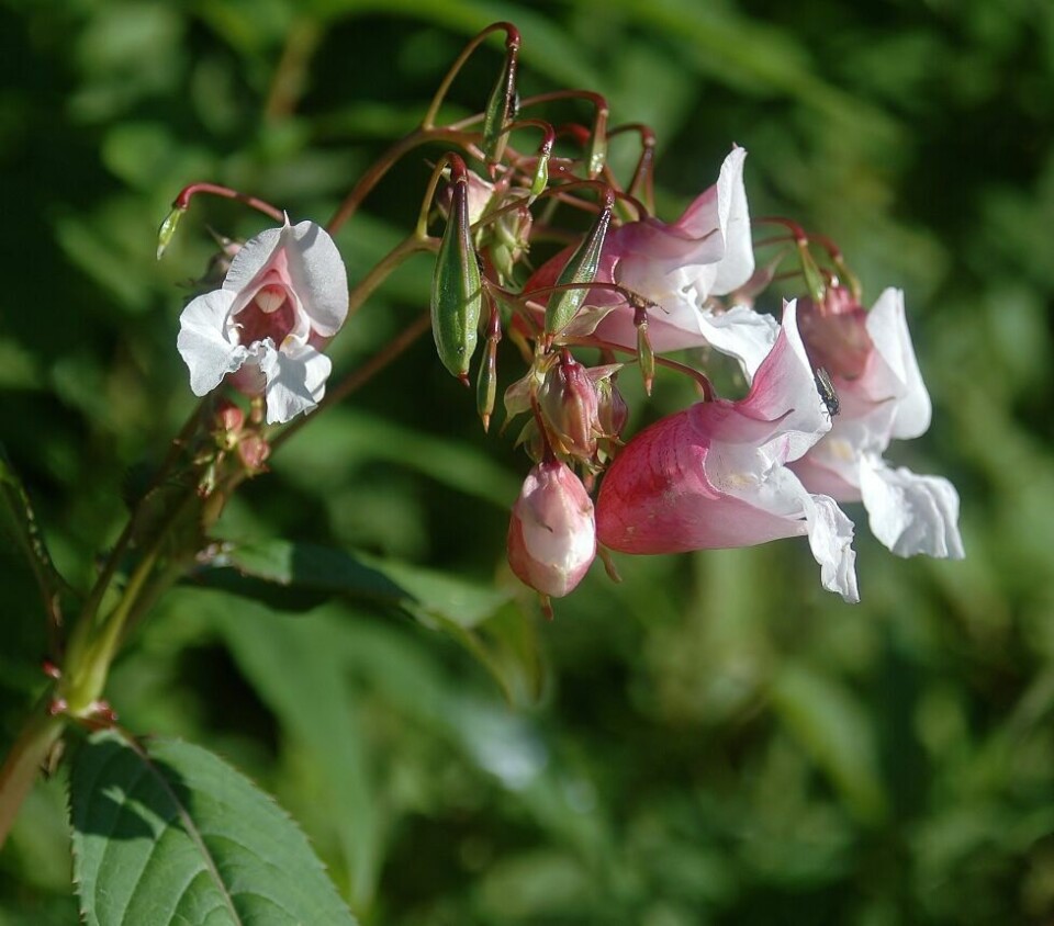 Kjempespringfrø har vakre blomster, men den er en fremmedart hos oss, og den sprer seg raskt, fordi den har mange frø som frøkapselen kan skyte ut inntil syv meter unna. Kjempespringfrø har vakre blomster, men den er en fremmedart hos oss, og den sprer seg raskt, fordi den har mange frø som frøkapselen kan skyte ut inntil syv meter unna. Foto: Johan Åge Asphjell