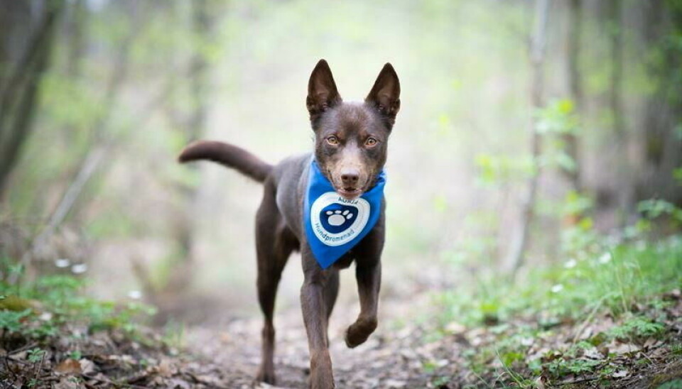 GOD SAK. I helgen er det klart for årets hundepromenade og Agria gir 10 kroner til Norske redningshunder for hvert par - eier og hund - som registrerer seg og går. GOD SAK. I helgen er det klart for årets hundepromenade og Agria gir 10 kroner til Norske redningshunder for hvert par - eier og hund - som registrerer seg og går. Foto: Agria