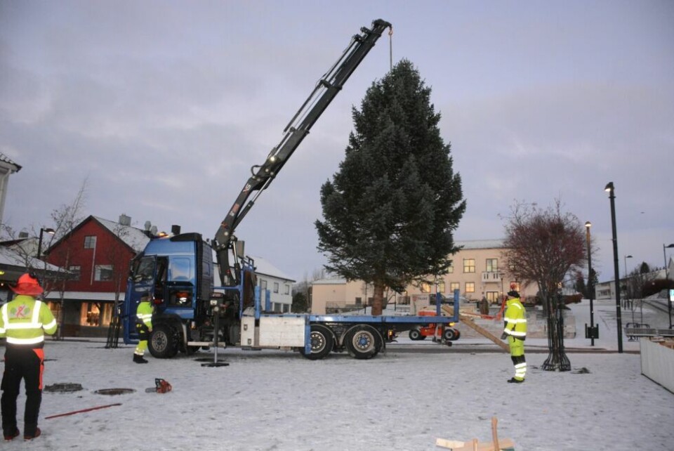 Fauske kommune har startet juletrejakten, og trenger trær til både torget, skoler og barnehager. Fauske kommune har startet juletrejakten, og trenger trær til både torget, skoler og barnehager. Foto: Helge Simonsen