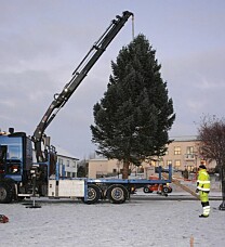 Har du en diger gran du vil bli kvitt?