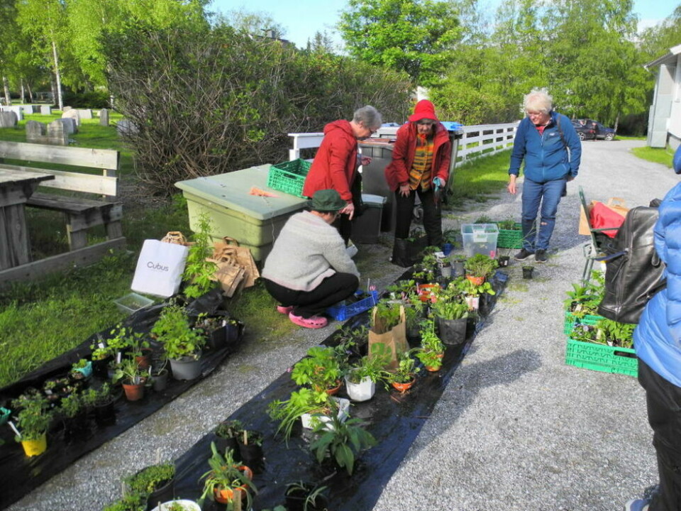 GRØNT MARKED. Dette er marked nummer 18 i rekken som Indre Salten hagelag arrangerer. GRØNT MARKED. Dette er marked nummer 18 i rekken som Indre Salten hagelag arrangerer. Foto: Leif Strømdal